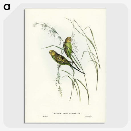 3-55_John-Gould_picture-crop