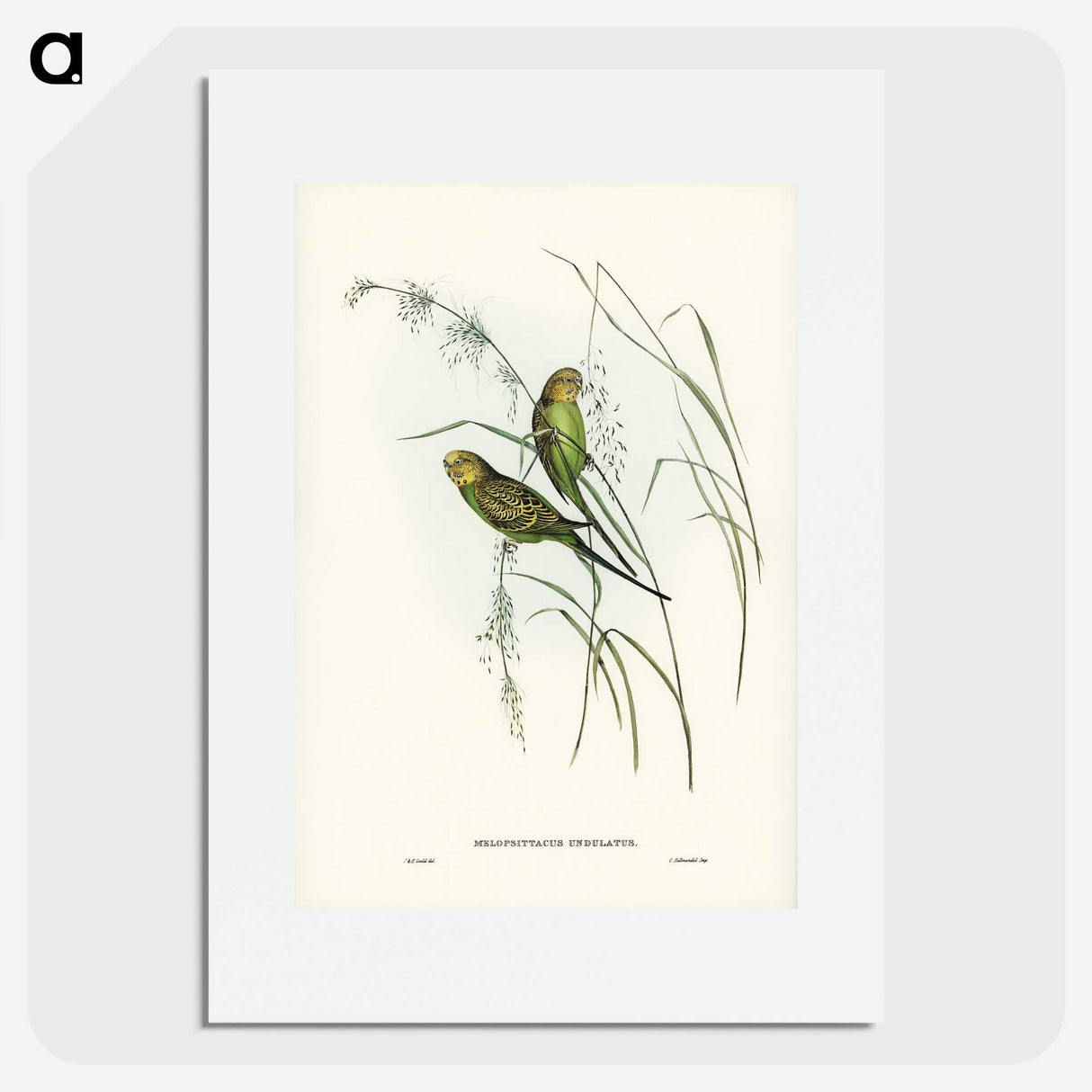 3-55_John-Gould_picture