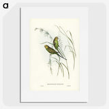 3-55_John-Gould_picture