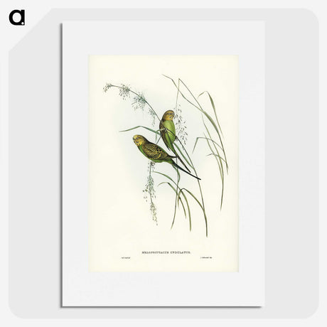 3-55_John-Gould_picture