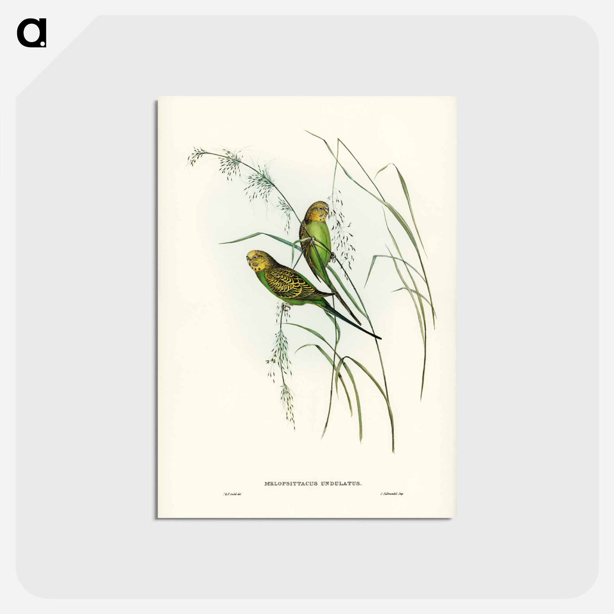 アートポストカード-Warbling Grass-Parakeet
 - ジョン グールド Postcard.