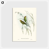 アートポストカード-Warbling Grass-Parakeet
 - ジョン グールド Postcard.