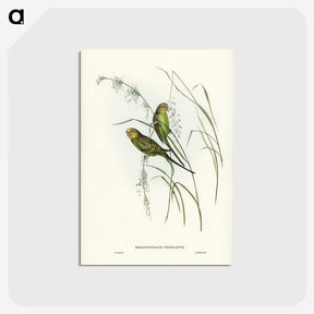 3-55_John-Gould_postcard