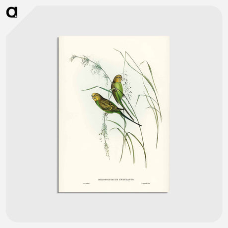 アートポストカード-Warbling Grass-Parakeet
 - ジョン グールド Postcard.