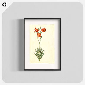 アートポスター-Lilium Pomponium
 - マリア ジビーラ メーリアン Poster.