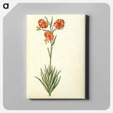 アートパネル-Lilium Pomponium
 - マリア ジビーラ メーリアン Canvas.
