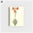 アートメモ帳-Lilium Pomponium
 - マリア ジビーラ メーリアン Memo.