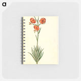 アートメモ帳-Lilium Pomponium
 - マリア ジビーラ メーリアン Memo.