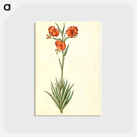 アートポストカード-Lilium Pomponium
 - マリア ジビーラ メーリアン Postcard.