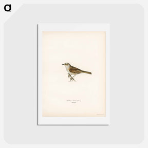 アートポストカード-Prunella Modularis
 - スヴェンスカ フォグラル Postcard.