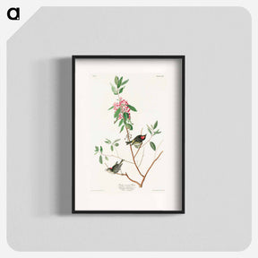 アートポスター-Ruby crowned Wren from Birds of America
 - アメリカの鳥たち Poster.