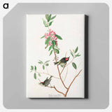 アートパネル-Ruby crowned Wren from Birds of America
 - アメリカの鳥たち Canvas.