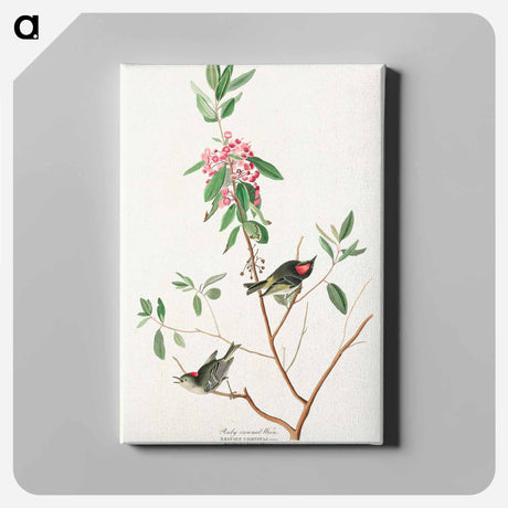 アートパネル-Ruby crowned Wren from Birds of America
 - アメリカの鳥たち Canvas.