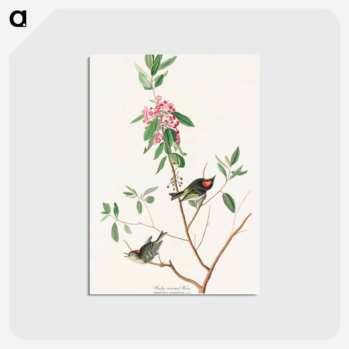 アートポストカード-Ruby crowned Wren from Birds of America
 - アメリカの鳥たち Postcard.