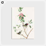 アートポストカード-Ruby crowned Wren from Birds of America
 - アメリカの鳥たち Postcard.