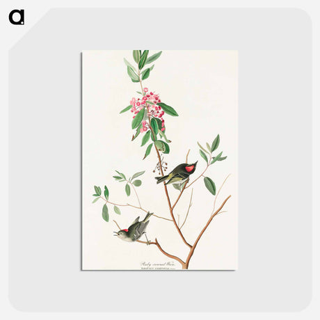 アートポストカード-Ruby crowned Wren from Birds of America
 - アメリカの鳥たち Postcard.