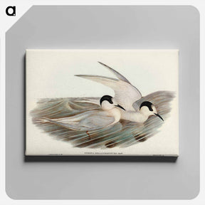 アートパネル-Black-billed Tern
 - オーストラリアの鳥 Canvas.