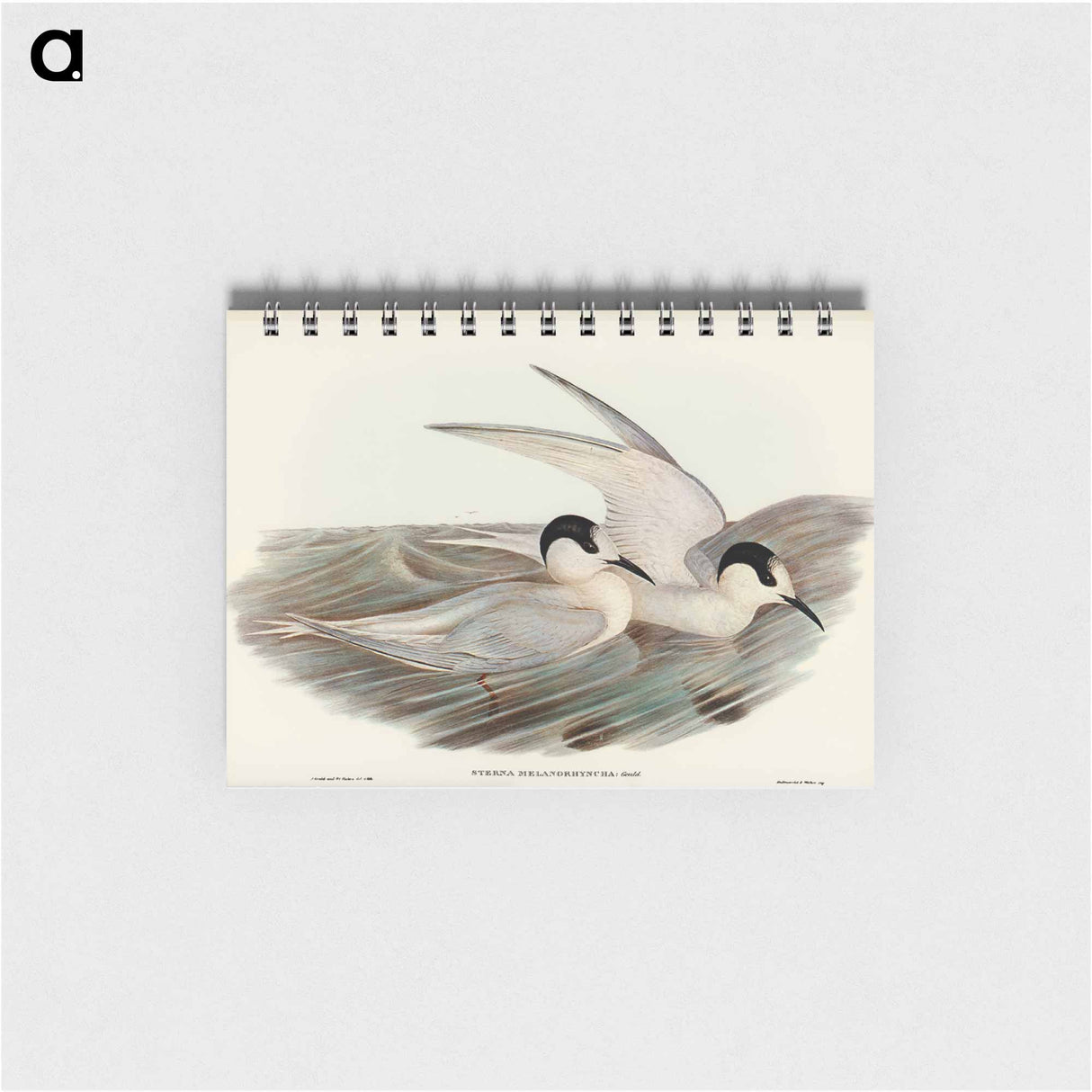 アートメモ帳-Black-billed Tern
 - オーストラリアの鳥 Memo.