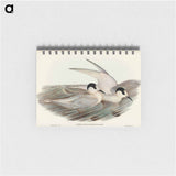 アートメモ帳-Black-billed Tern
 - オーストラリアの鳥 Memo.