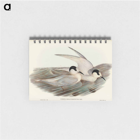 アートメモ帳-Black-billed Tern
 - オーストラリアの鳥 Memo.