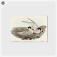 アートポストカード-Black-billed Tern
 - オーストラリアの鳥 Postcard.