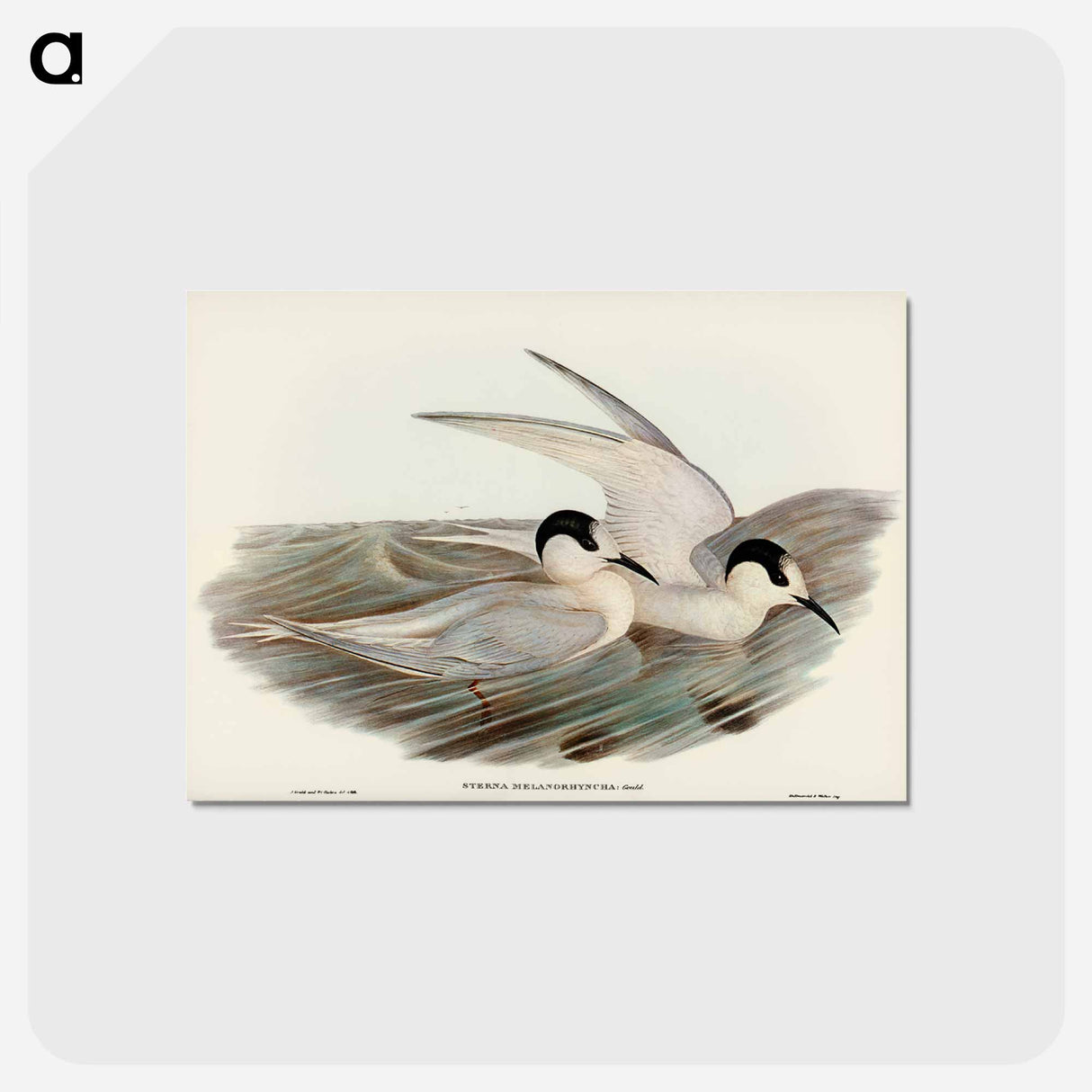 アートポストカード-Black-billed Tern
 - オーストラリアの鳥 Postcard.