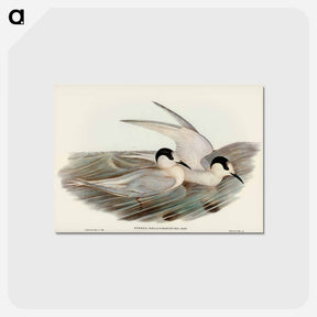 アートポストカード-Black-billed Tern
 - オーストラリアの鳥 Postcard.