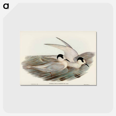 アートポストカード-Black-billed Tern
 - オーストラリアの鳥 Postcard.