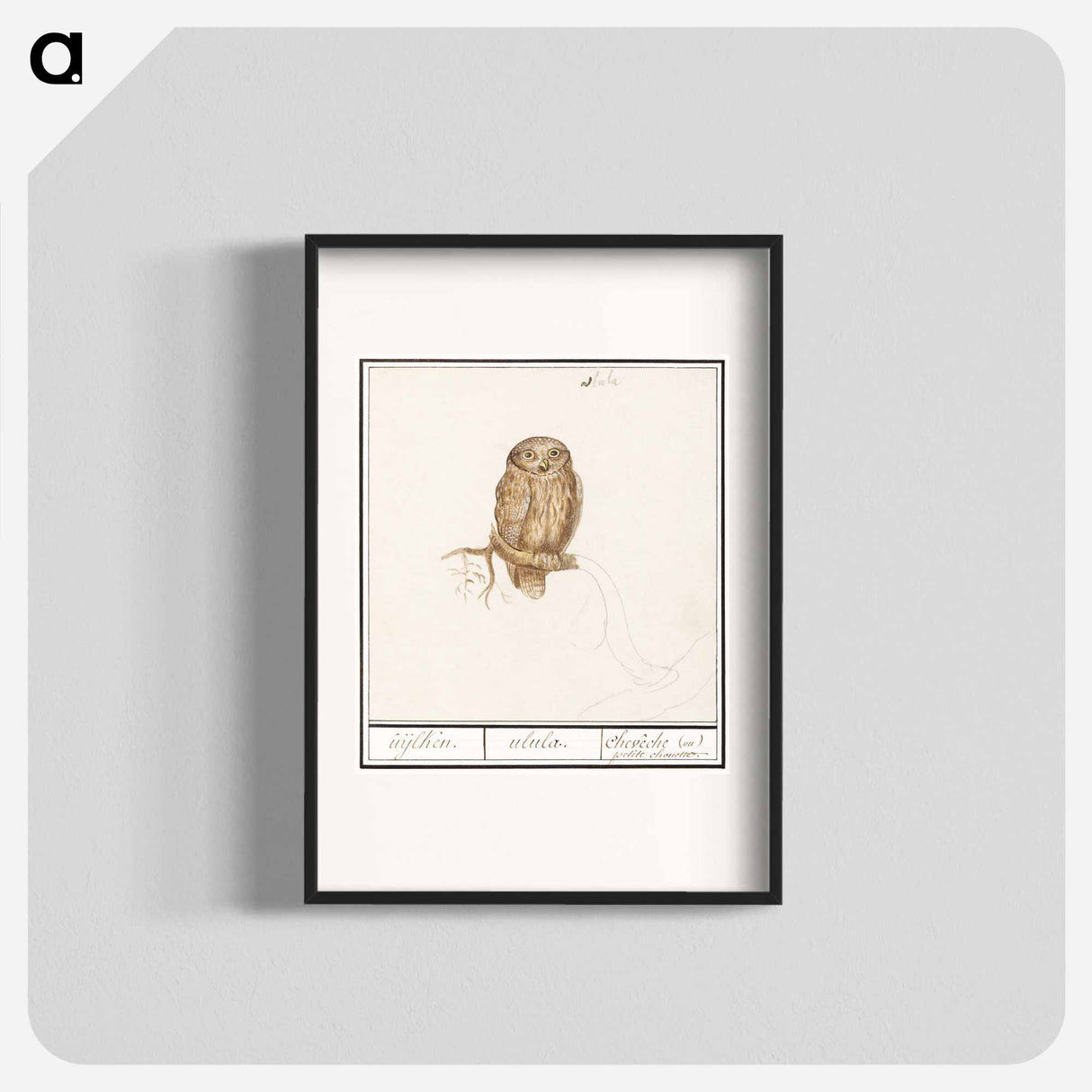Eurasian Pygmy Owl - アンセルムス ボエティウス デ ブート Poster.