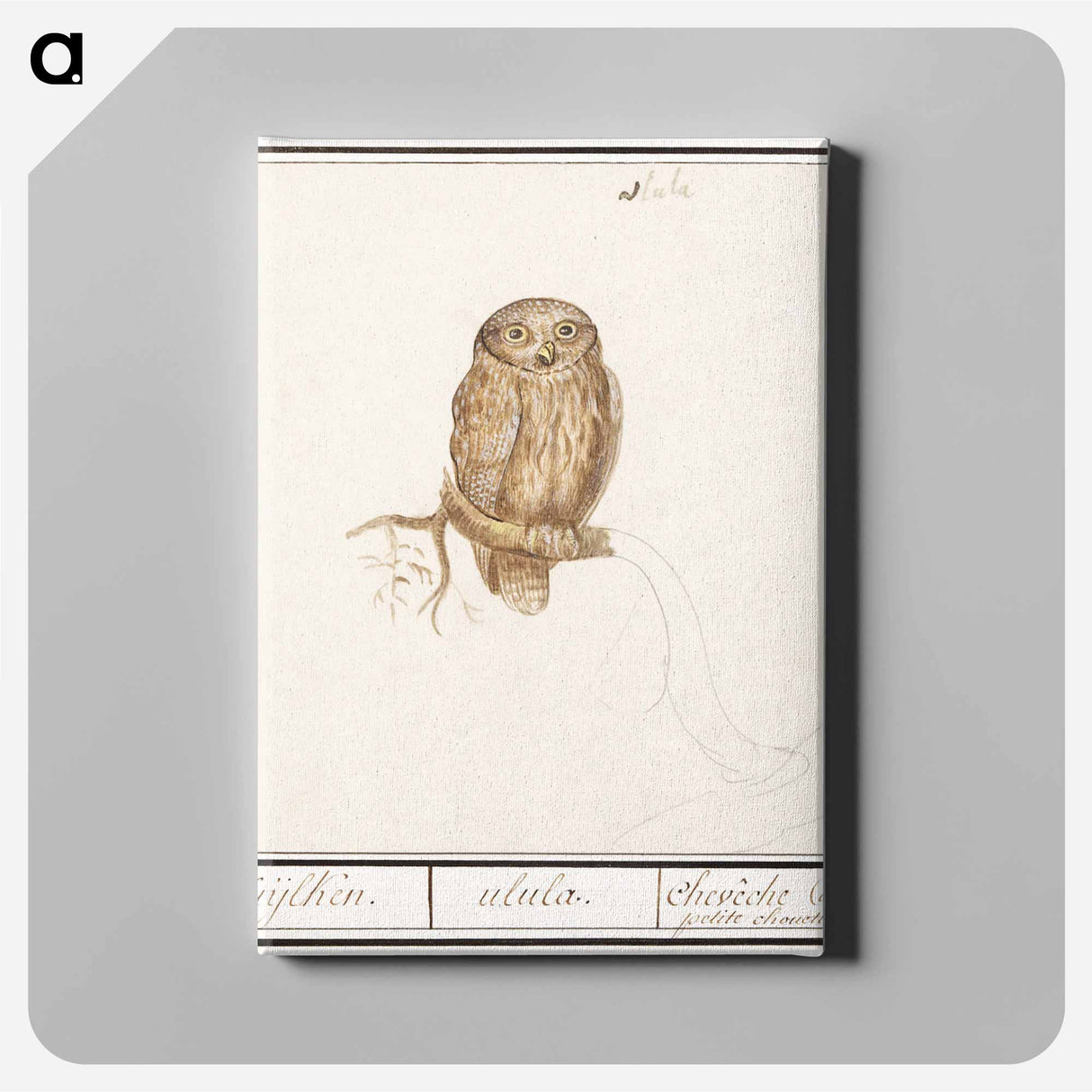 Eurasian Pygmy Owl - アンセルムス ボエティウス デ ブート Canvas.
