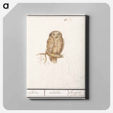Eurasian Pygmy Owl - アンセルムス ボエティウス デ ブート Canvas.