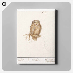 アートパネル-Eurasian Pygmy Owl - アンセルムス ボエティウス デ ブート Canvas.