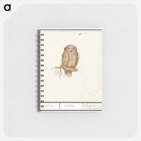 アートメモ帳-Eurasian Pygmy Owl - アンセルムス ボエティウス デ ブート Memo.