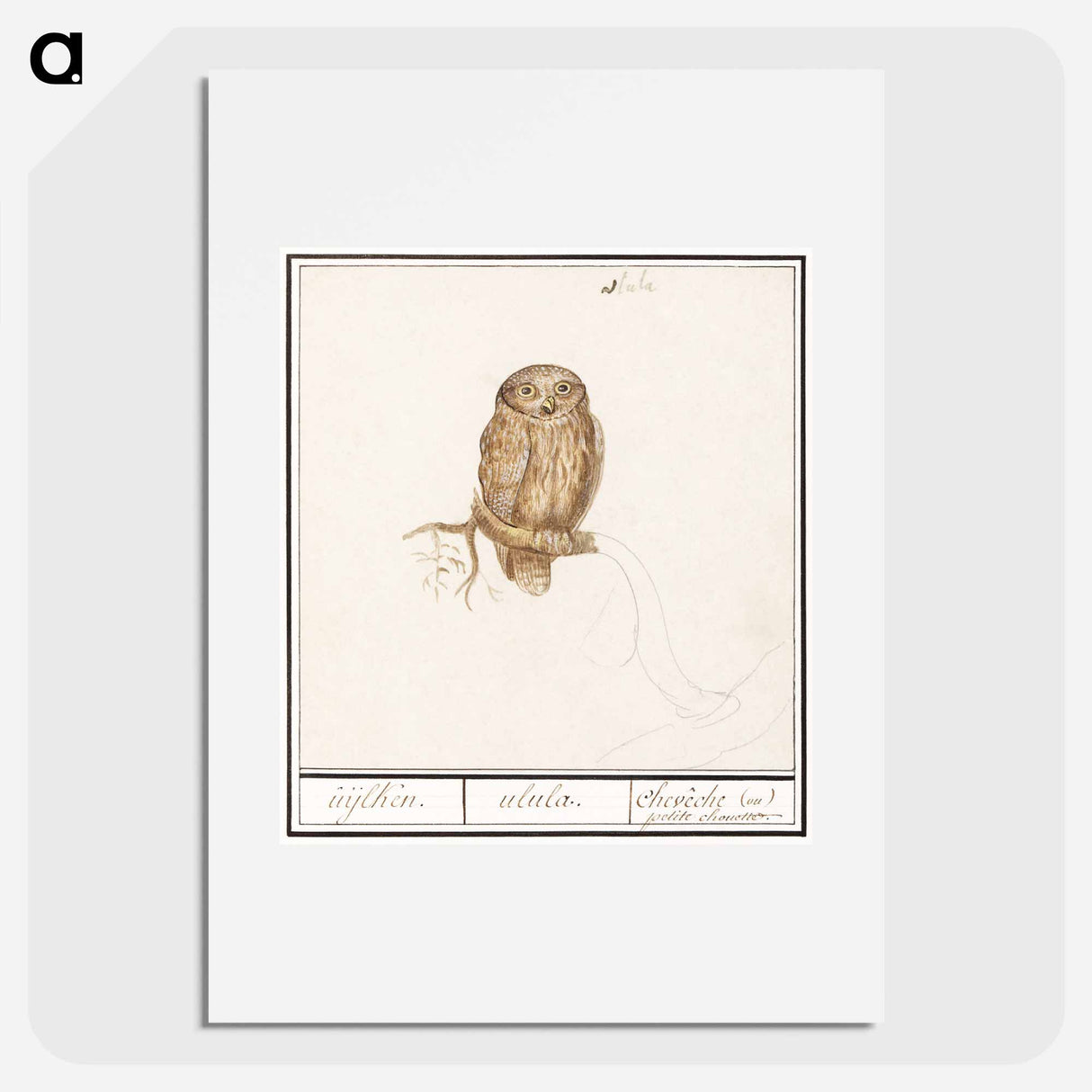 Eurasian Pygmy Owl - アンセルムス ボエティウス デ ブート Poster.