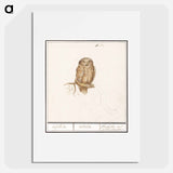 Eurasian Pygmy Owl - アンセルムス ボエティウス デ ブート Poster.