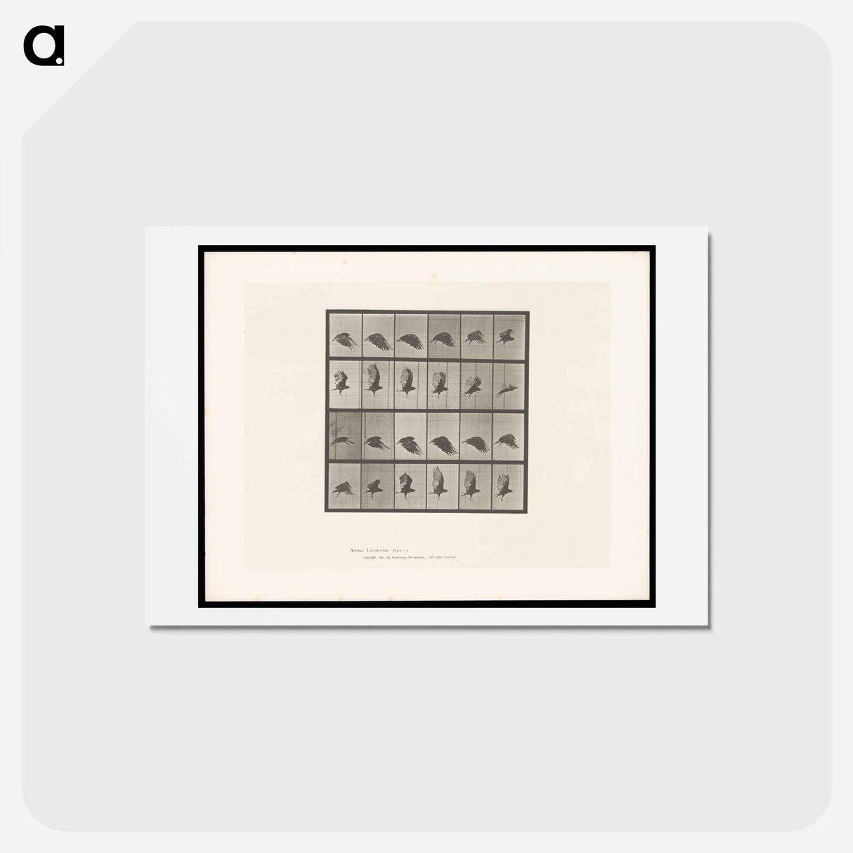 アートポストカード-Vulture in Flight
 - エドワード マイブリッジ Postcard.
