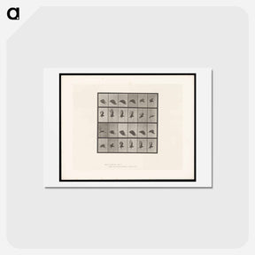 アートポストカード-Vulture in Flight
 - エドワード マイブリッジ Postcard.