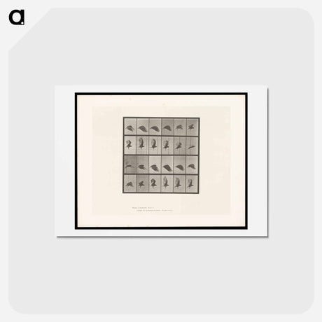 アートポストカード-Vulture in Flight
 - エドワード マイブリッジ Postcard.