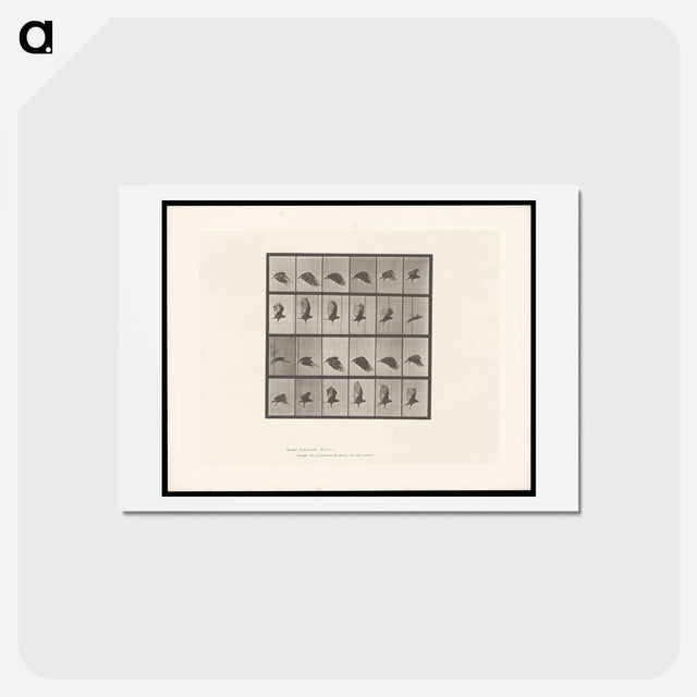 アートポストカード-Vulture in Flight
 - エドワード マイブリッジ Postcard.