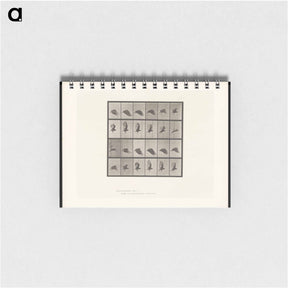 アートメモ帳-Vulture in Flight
 - エドワード マイブリッジ Memo.