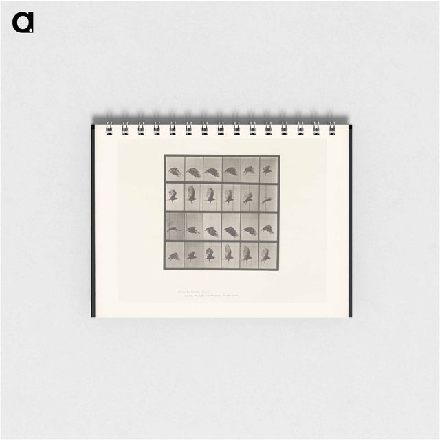 アートメモ帳-Vulture in Flight
 - エドワード マイブリッジ Memo.