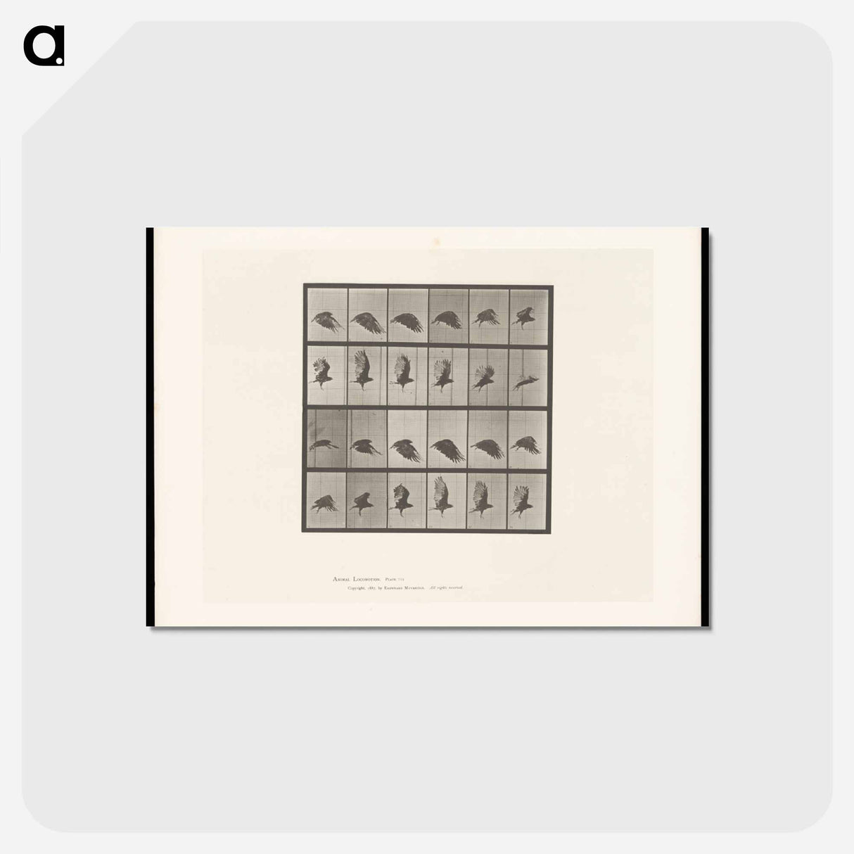 アートポストカード-Vulture in Flight
 - エドワード マイブリッジ Postcard.
