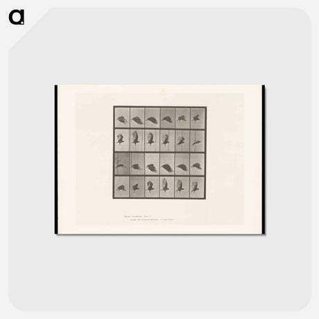 アートポストカード-Vulture in Flight
 - エドワード マイブリッジ Postcard.