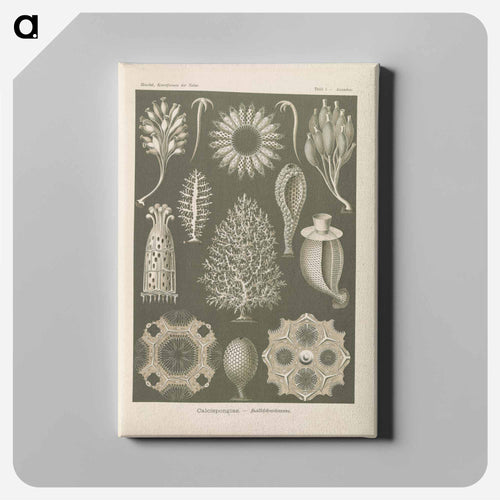 Marine life illustration - エルンスト ヘッケル Canvas.