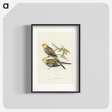 3-56_John-Gould_blk