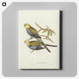 3-56_John-Gould_canvas