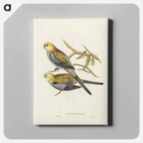アートパネル-Pale-headed Parakeet
 - ジョン グールド Canvas.
