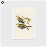 アートポストカード-Pale-headed Parakeet
 - ジョン グールド Postcard.