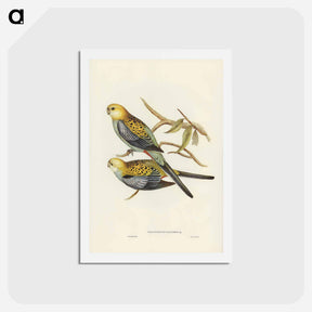 アートポストカード-Pale-headed Parakeet
 - ジョン グールド Postcard.