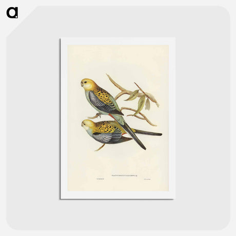 アートポストカード-Pale-headed Parakeet
 - ジョン グールド Postcard.